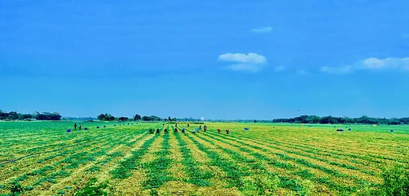 Cover image for The invisibility of women’s labor in Bangladesh’s agriculture. Recognizing women’s roles in agriculture is key to unlocking economic empowerment, bolstering food security and improving nutrition nationwide